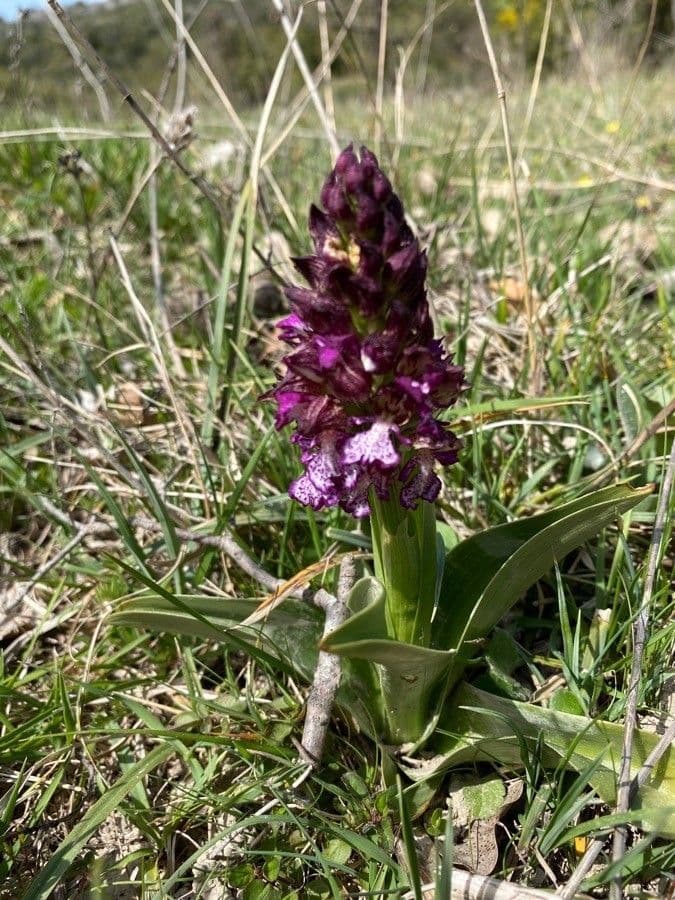 Orchide maggiore 16