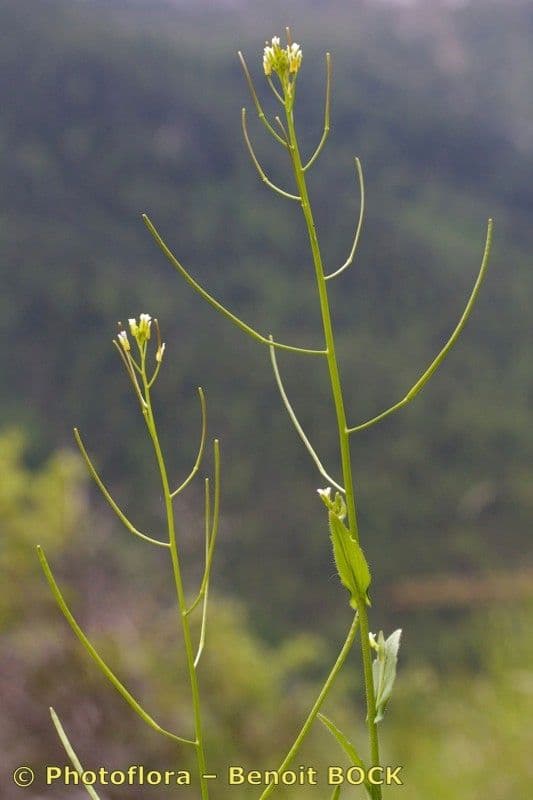 Arabis nova 17