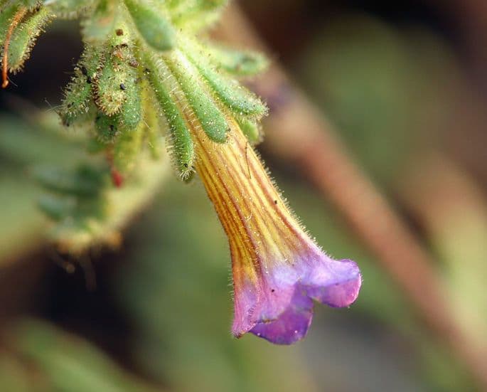 Facelia bicolore 6