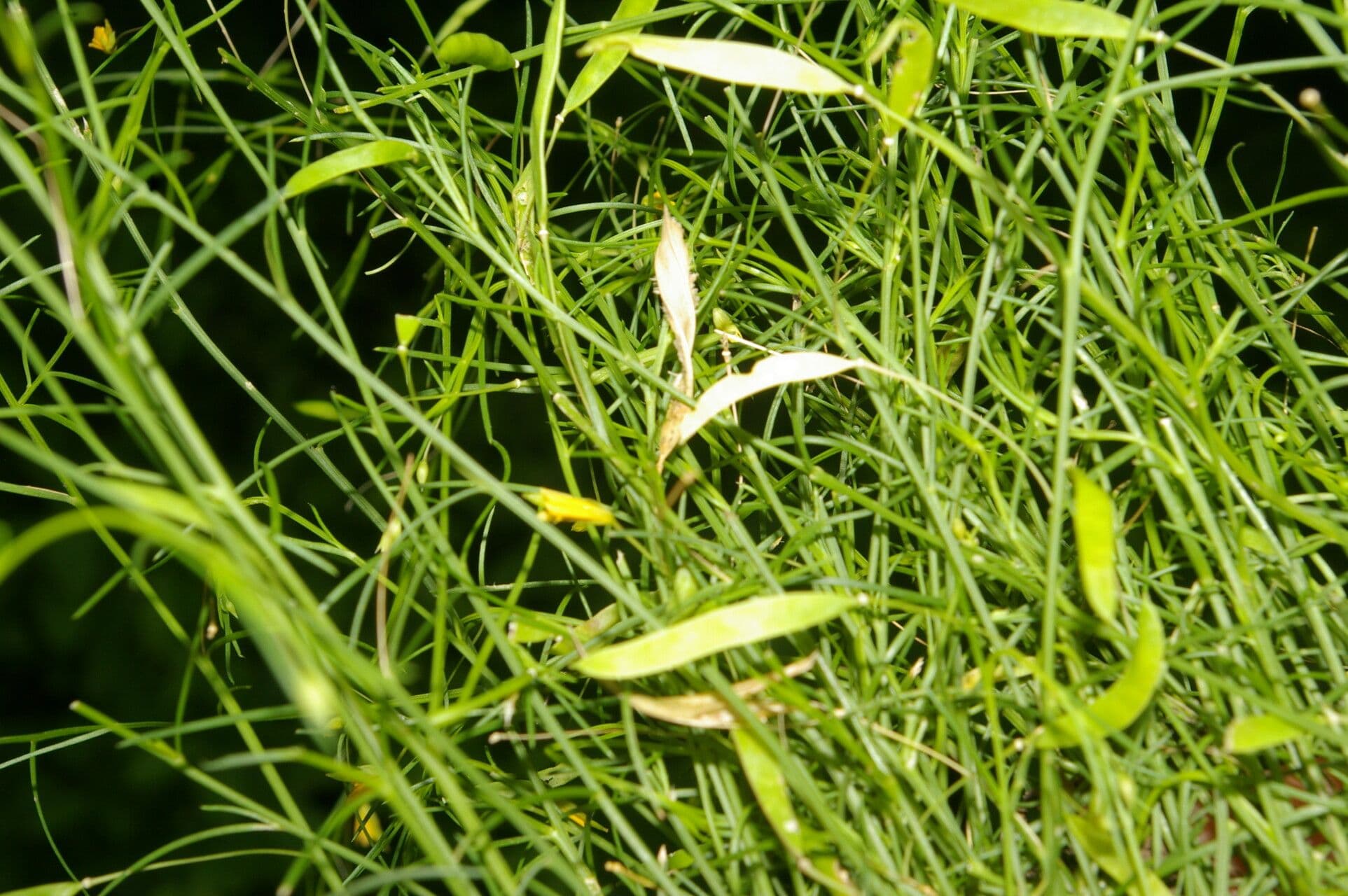 Cleome