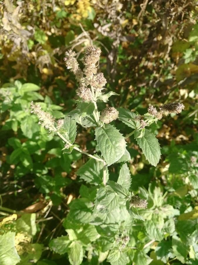 Menta selvatica