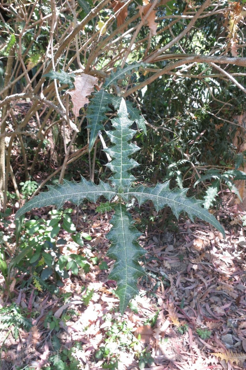 Acanthus 12