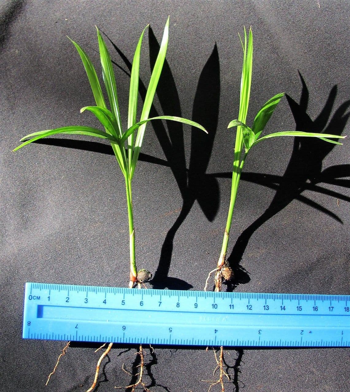 Neonicholsonia 6
