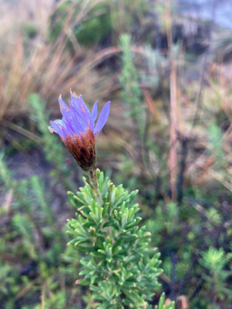 Diplostephium 4