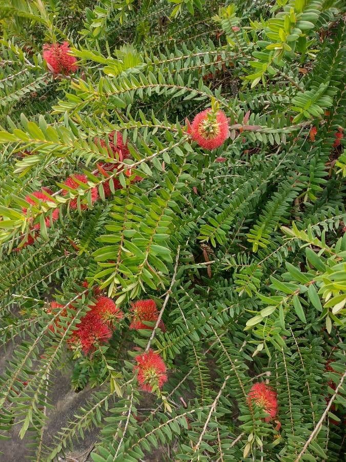 Teebaum 9
