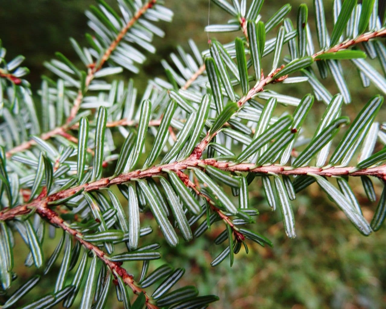Tsuga diversifolia 16