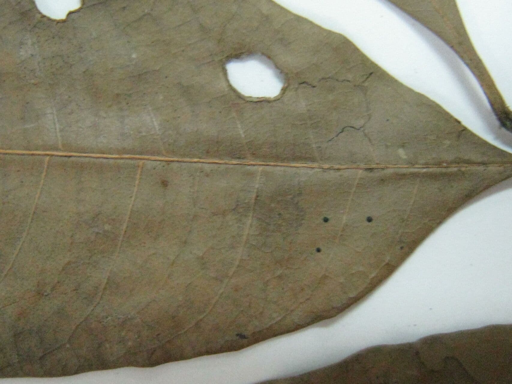 Trichilia 5