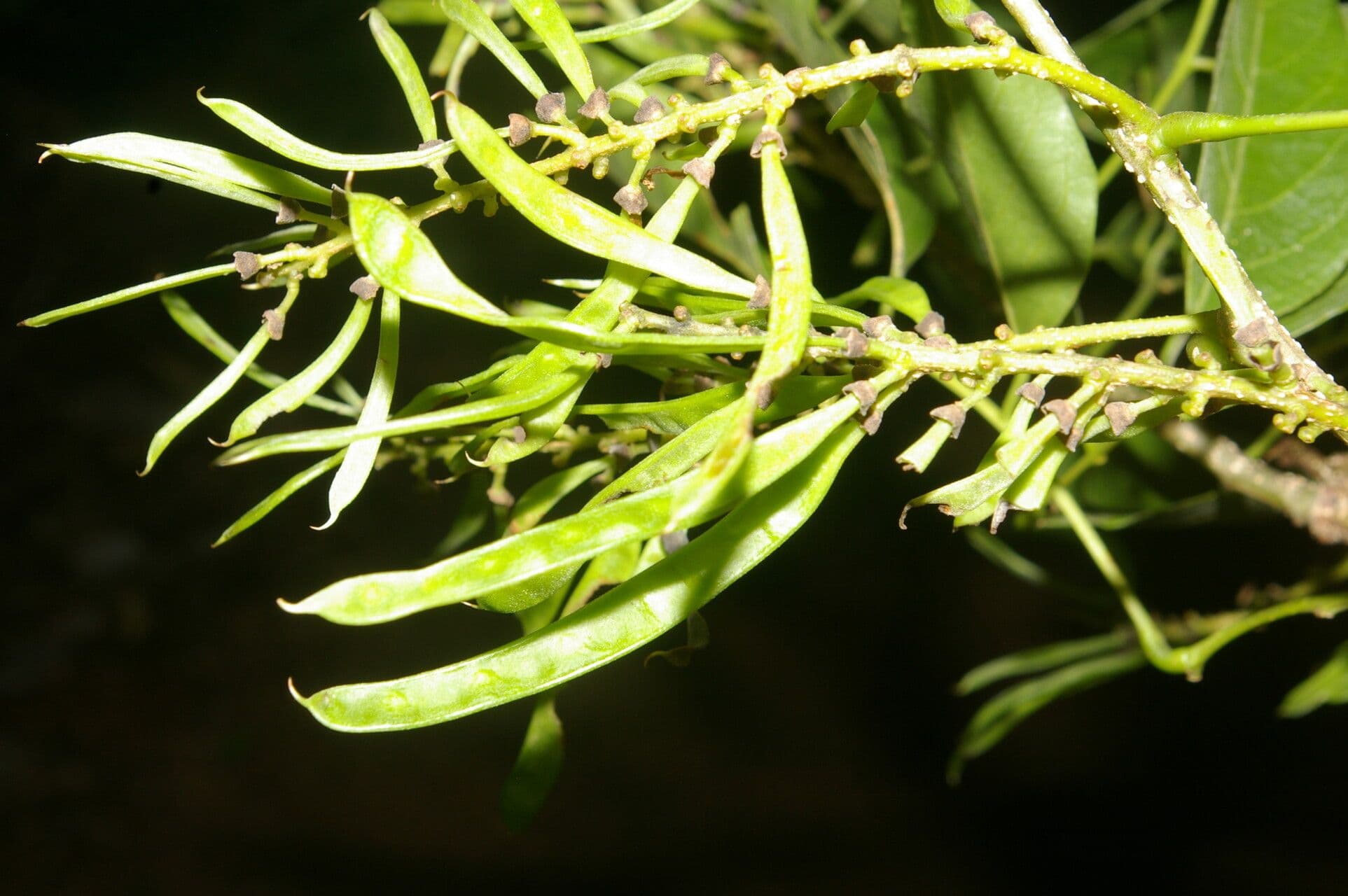 Lonchocarpus