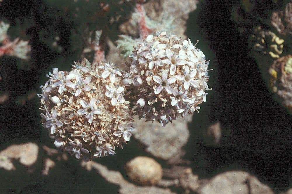 Ipomopsis congesta 5