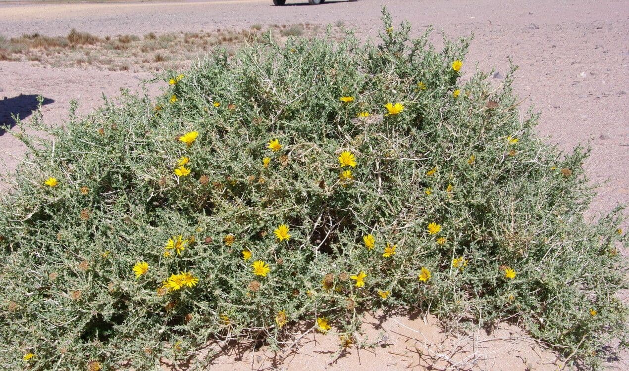 Anvillea 17