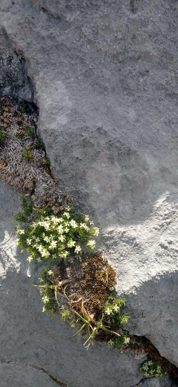 Rubiacea 9