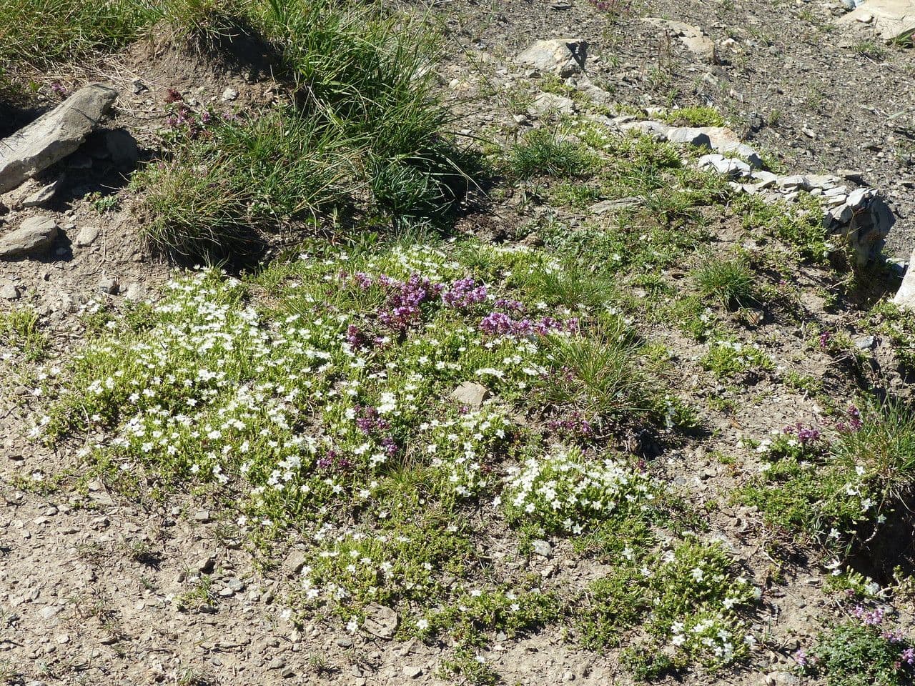 Minuartia 6