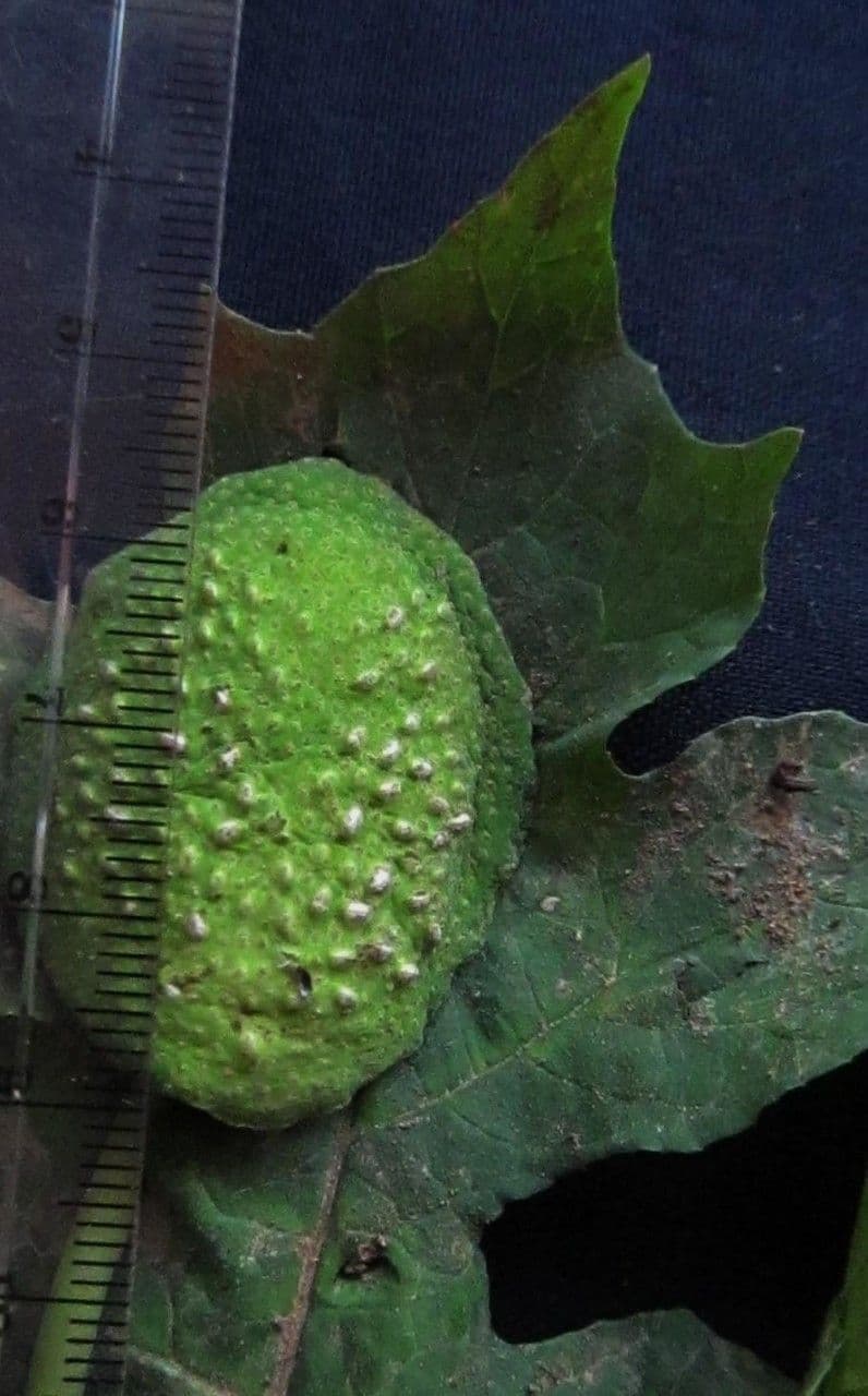 Dorstenia