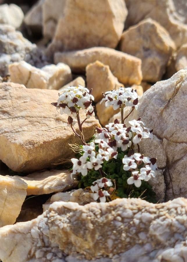 Iberidella alpina 10