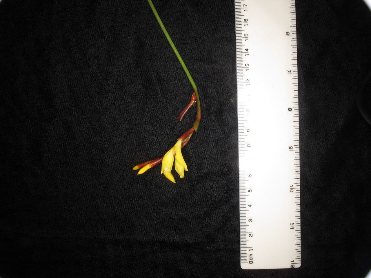 Cautleya 17