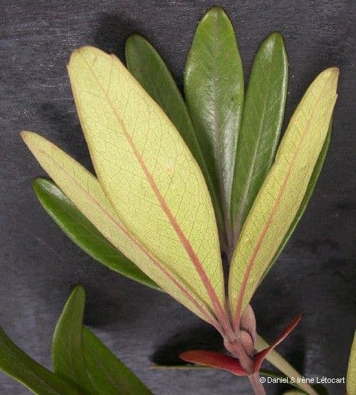Cunonia 18