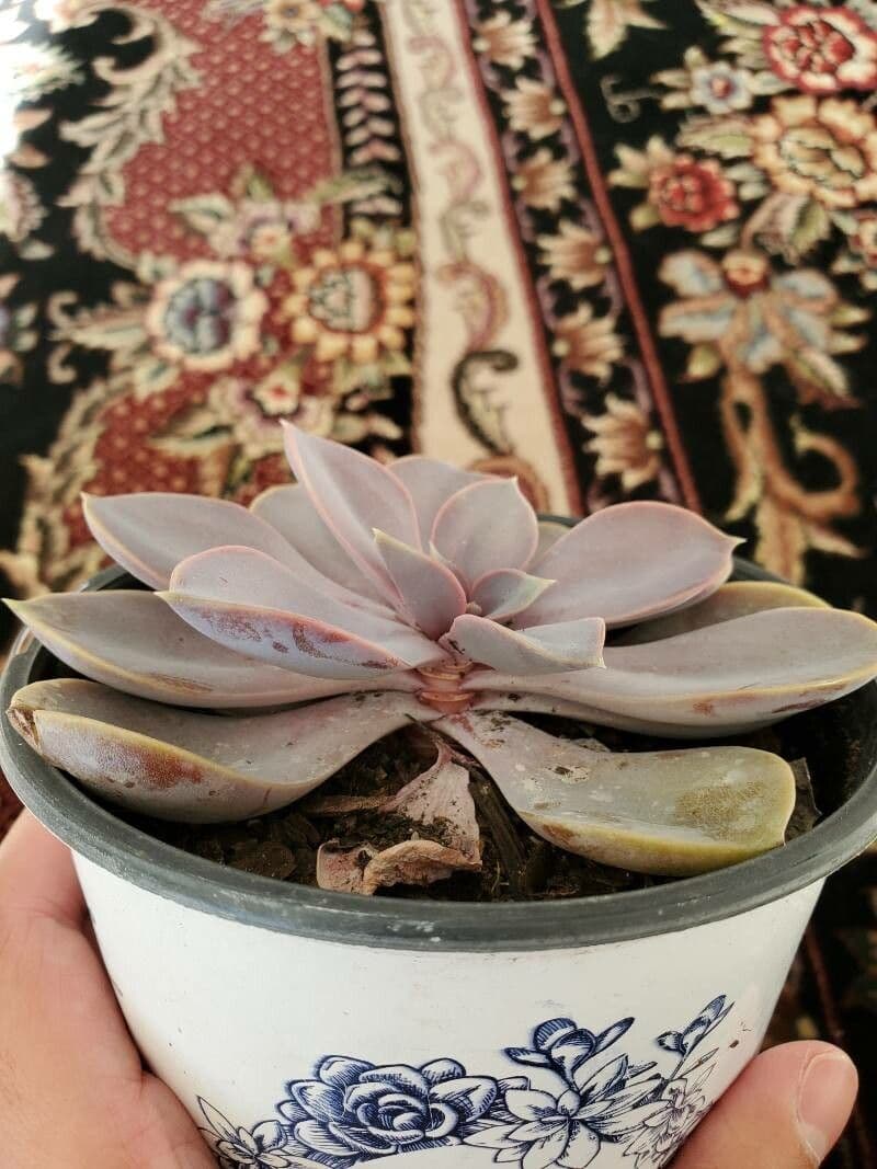 Echeveria 24