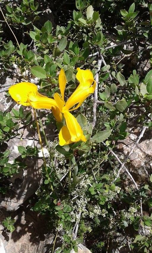 Iris jonc 2