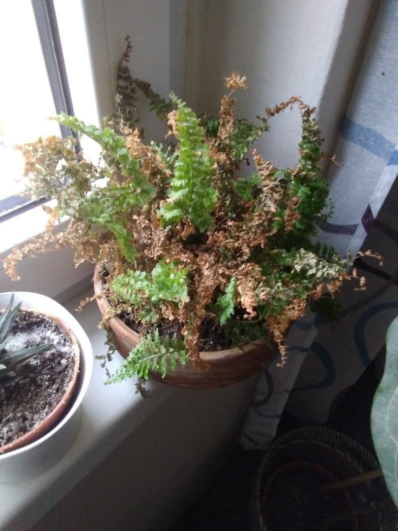 Nephrolepis exaltata 15