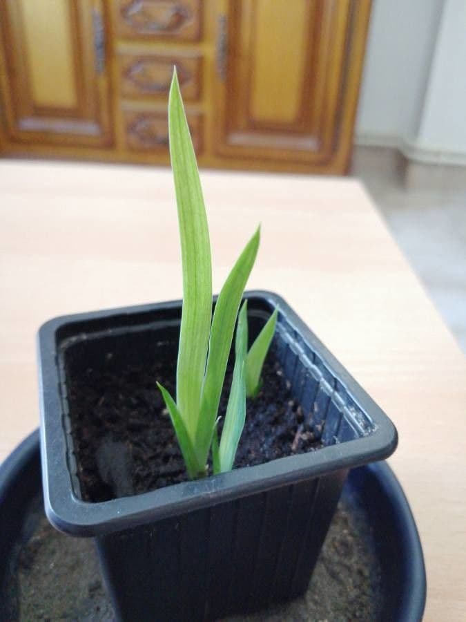 Hesperantha 12