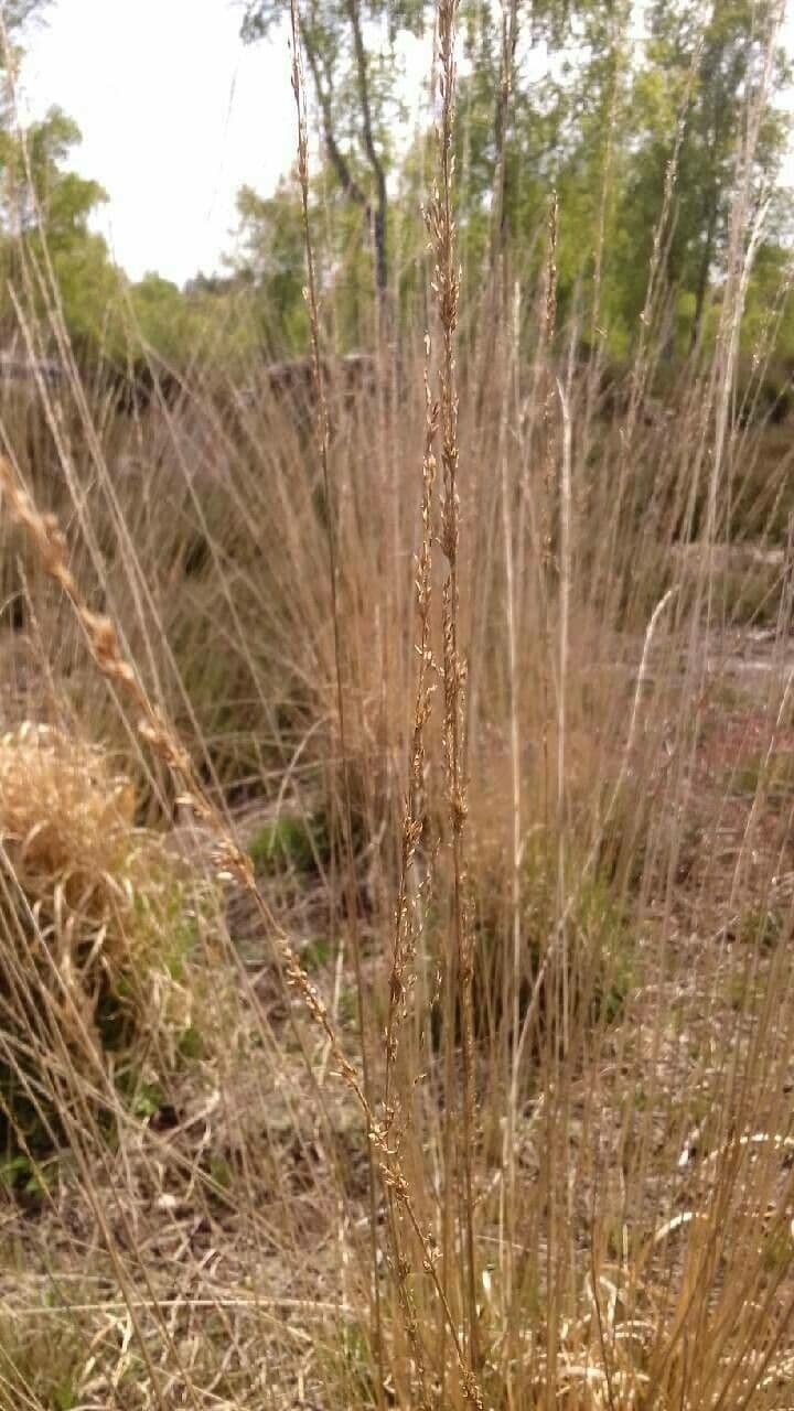 Molinia 3