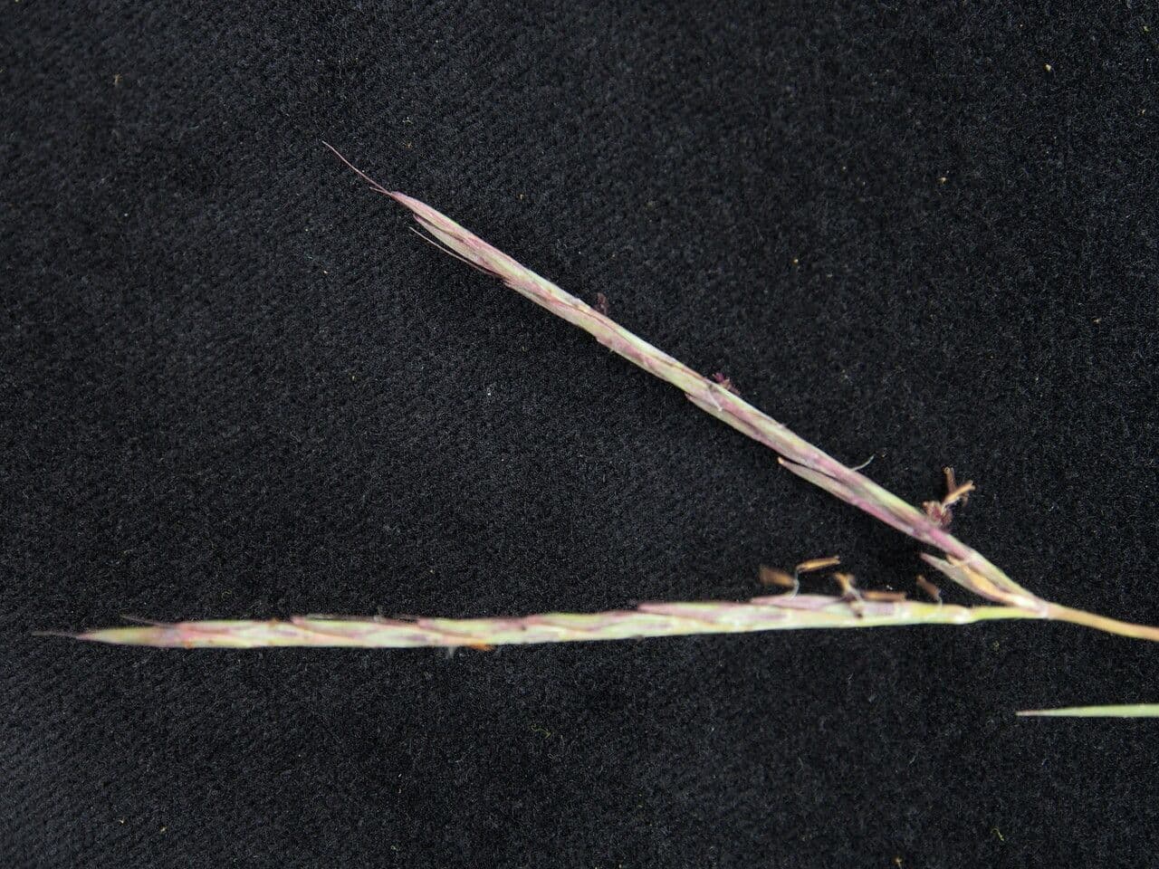 Andropogon 2