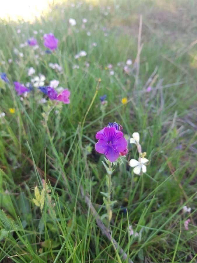 Flor morada 8