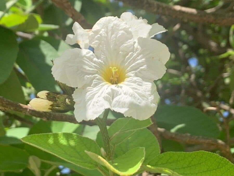 Anacahuita 6