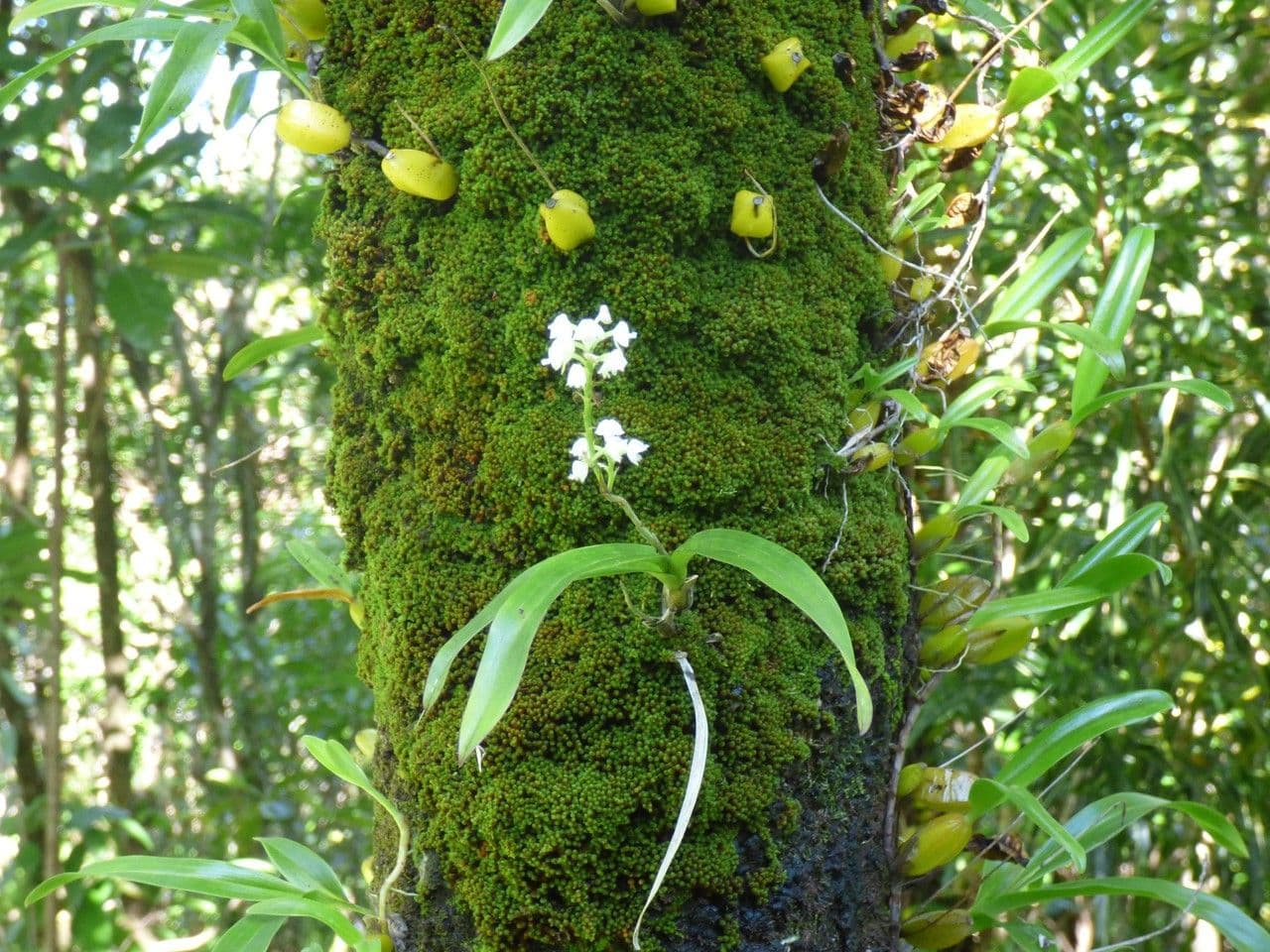 Große Gelbähren-Orchidee 10