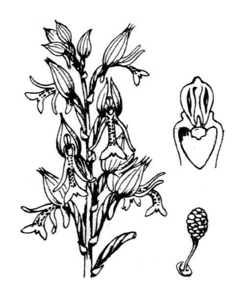 Orchidea militare 18