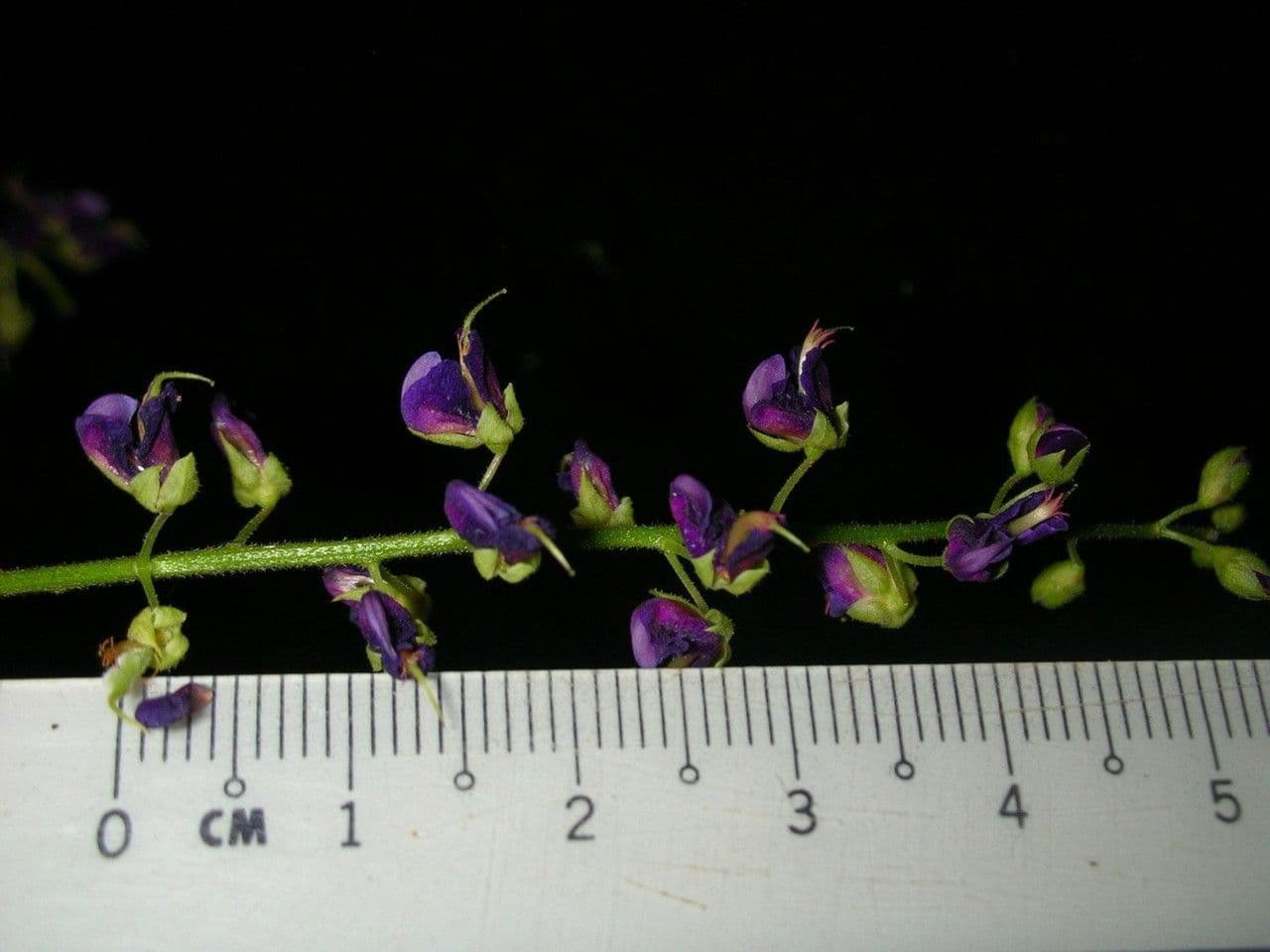 Desmodium 19