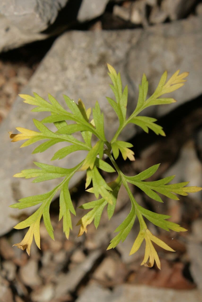 Molopospermum 19