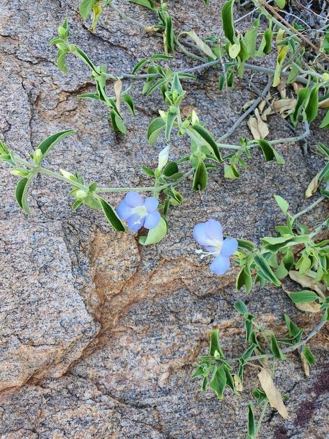 Barleria 4