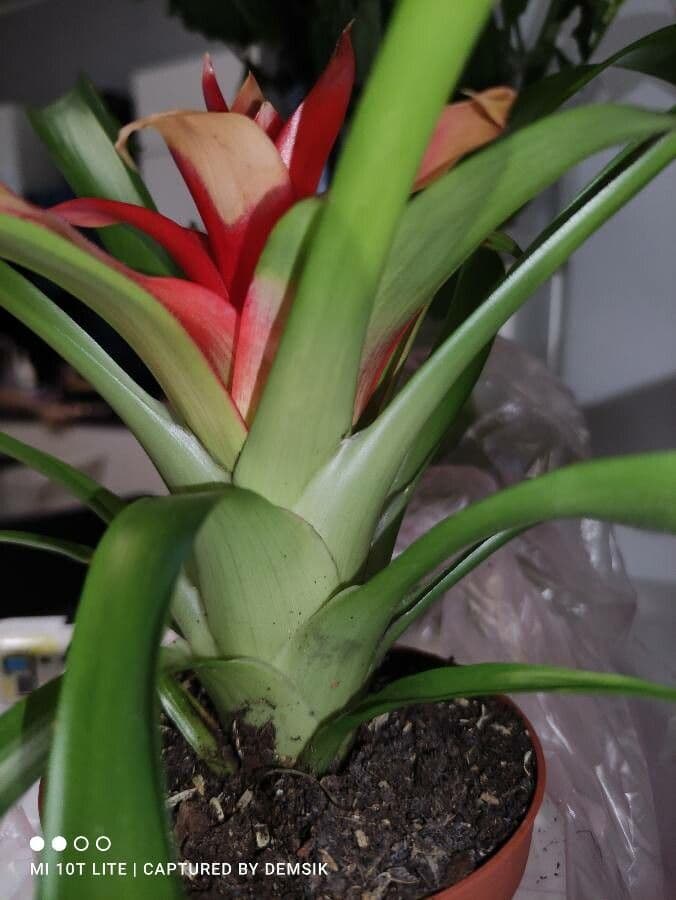 Guzmania lingulata 17