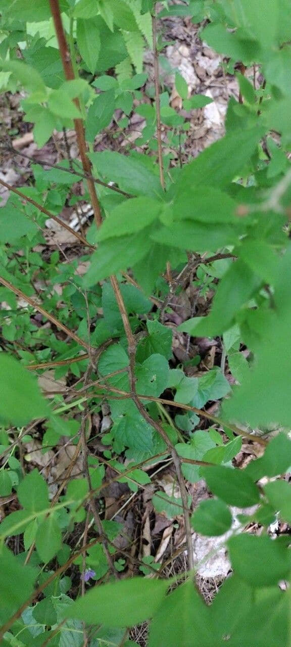 Brestovec kalinolistý 25