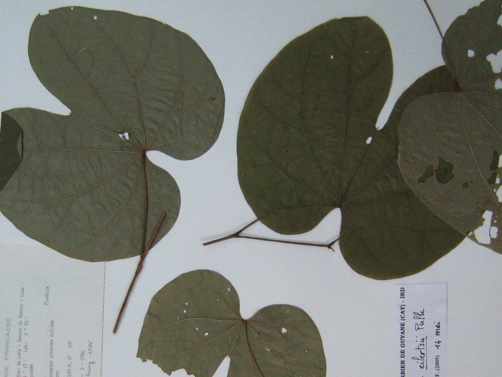 Bauhinia 5