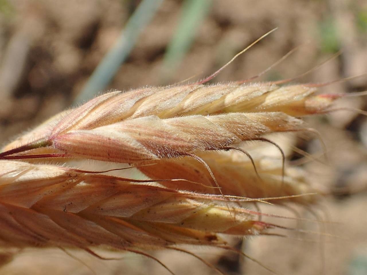Bromus squarrosus 22