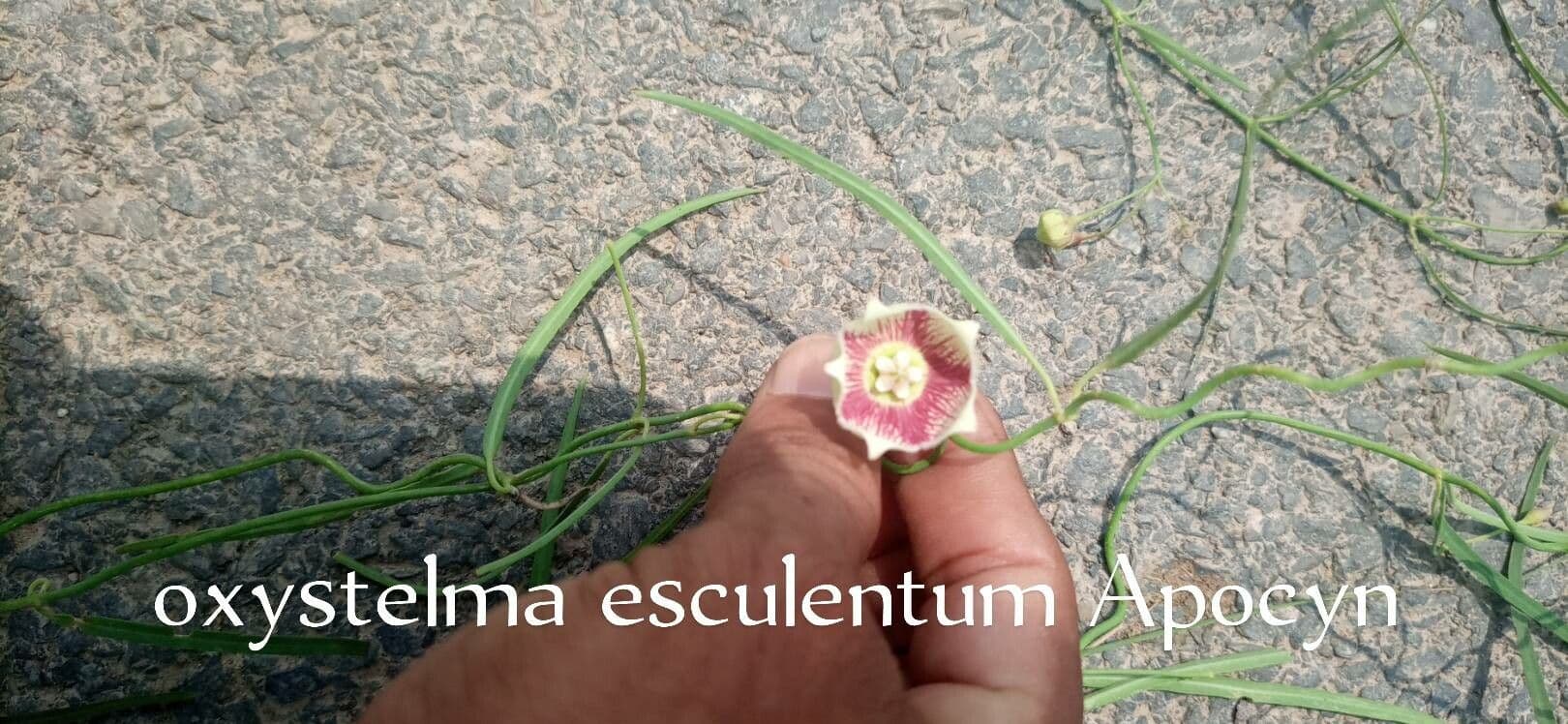 Oxystelma 3