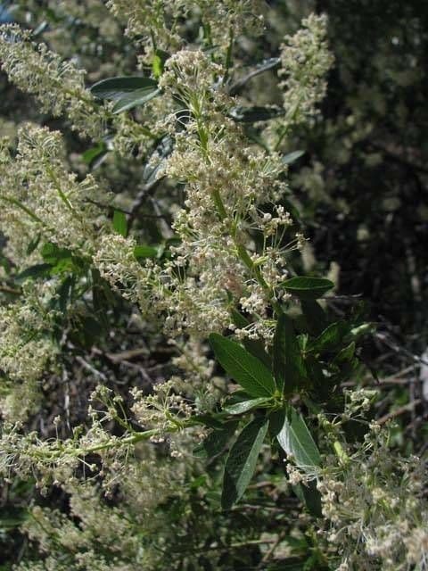Ceanothus Palmerův 2