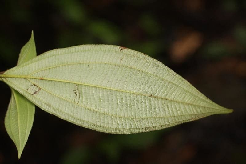 Miconia 5