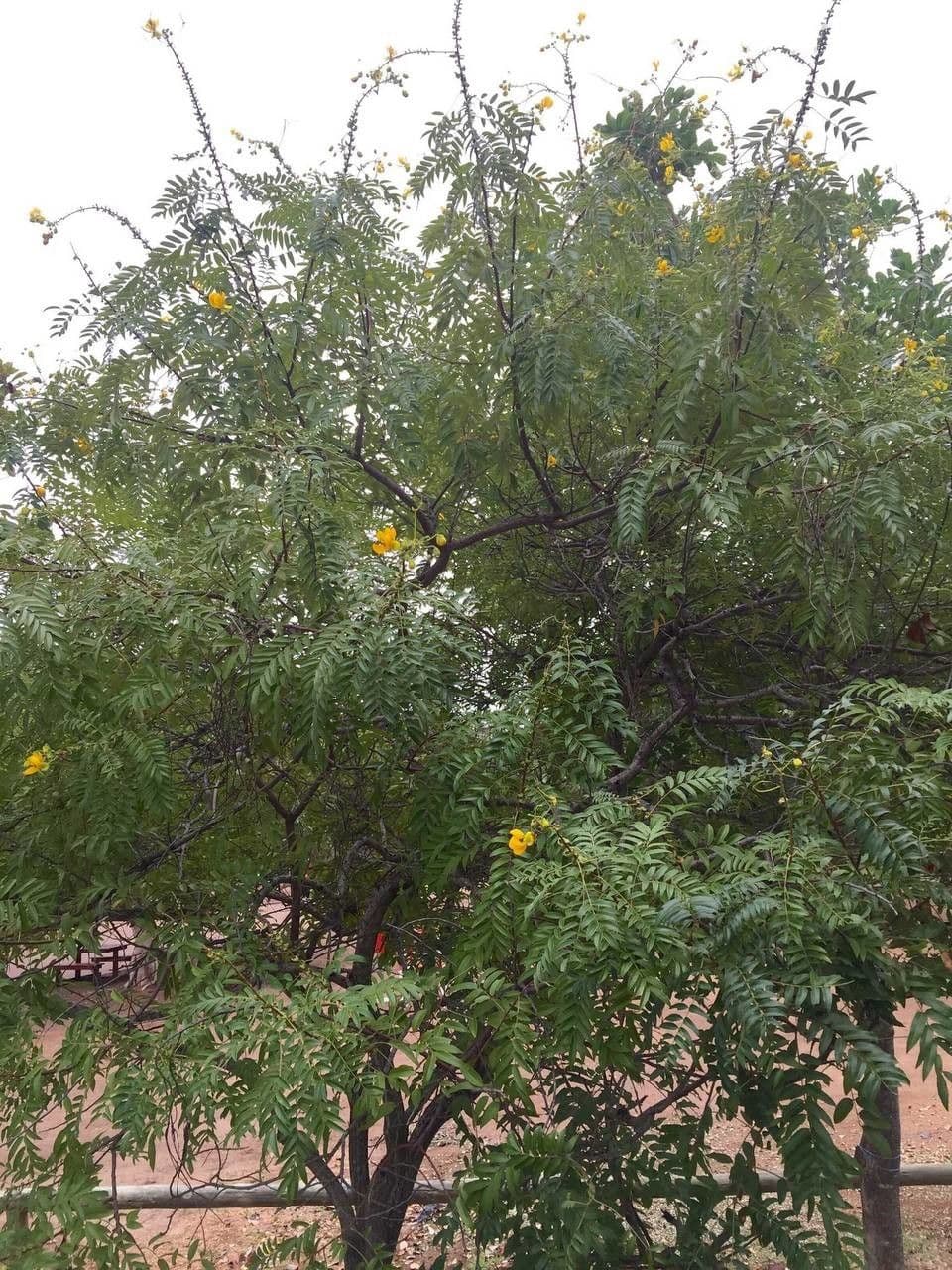 Senna petera 12