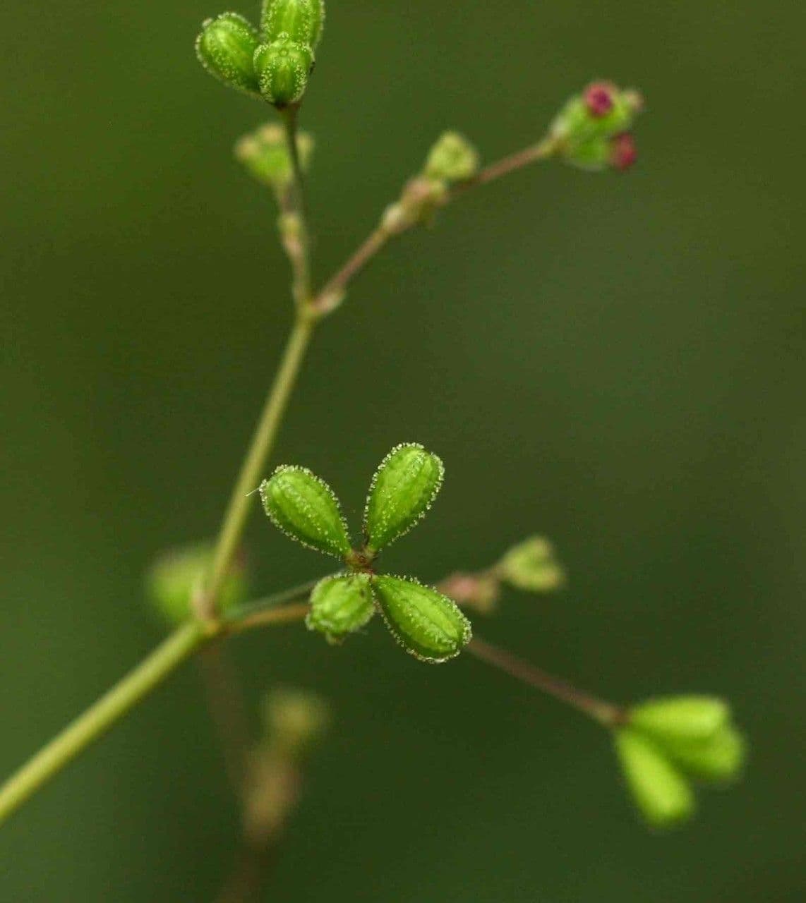 Boerhavia diffusa 3