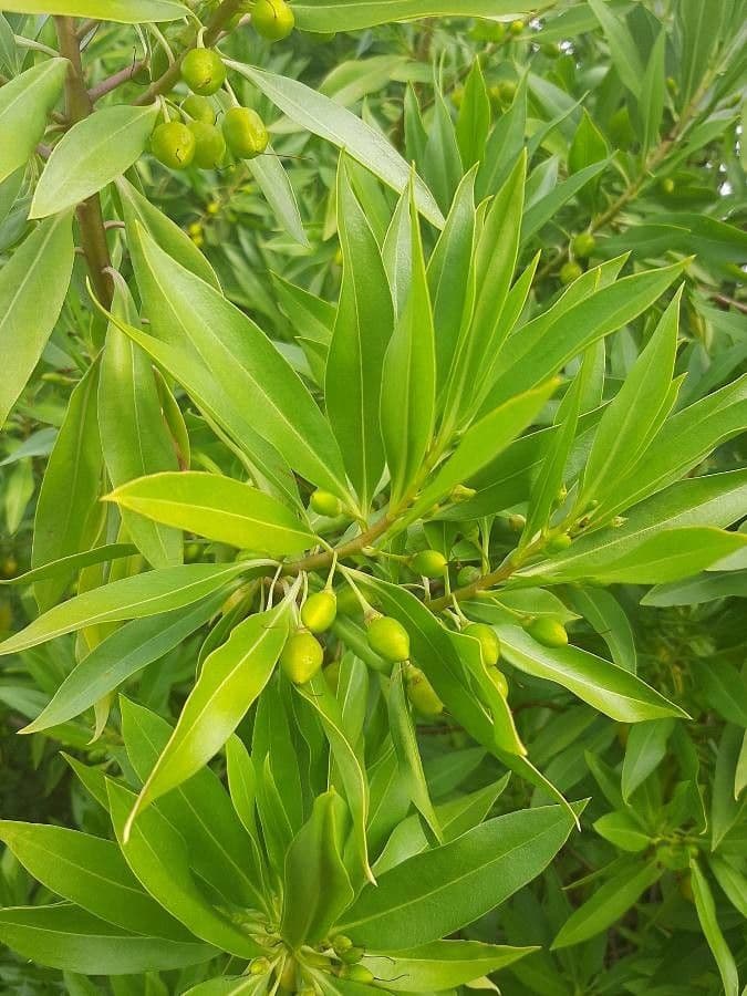 Bontia 18