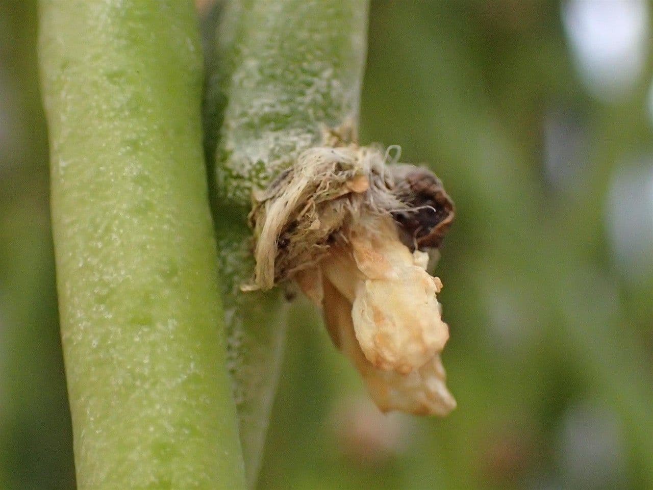 Rhipsalis 3