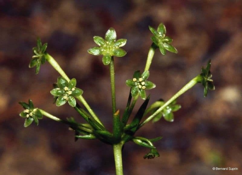 Campynemanthe