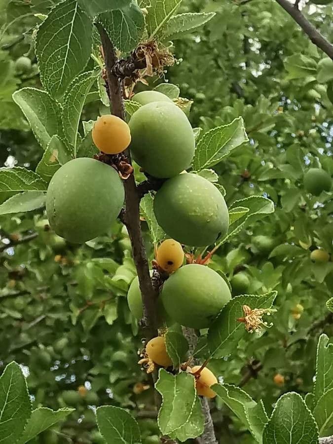 Prune 2