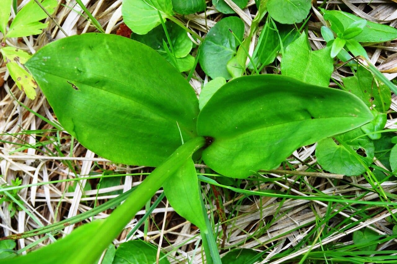 Platantera verdastra 20