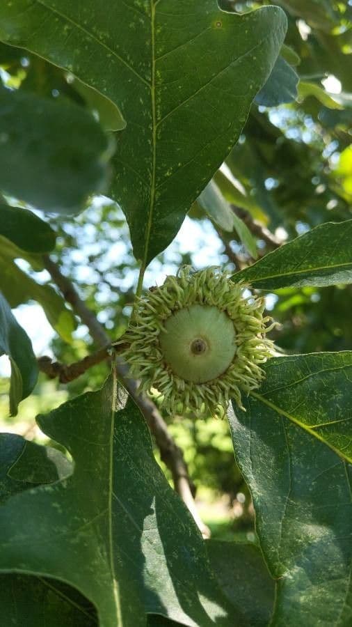 Apfel-Eiche