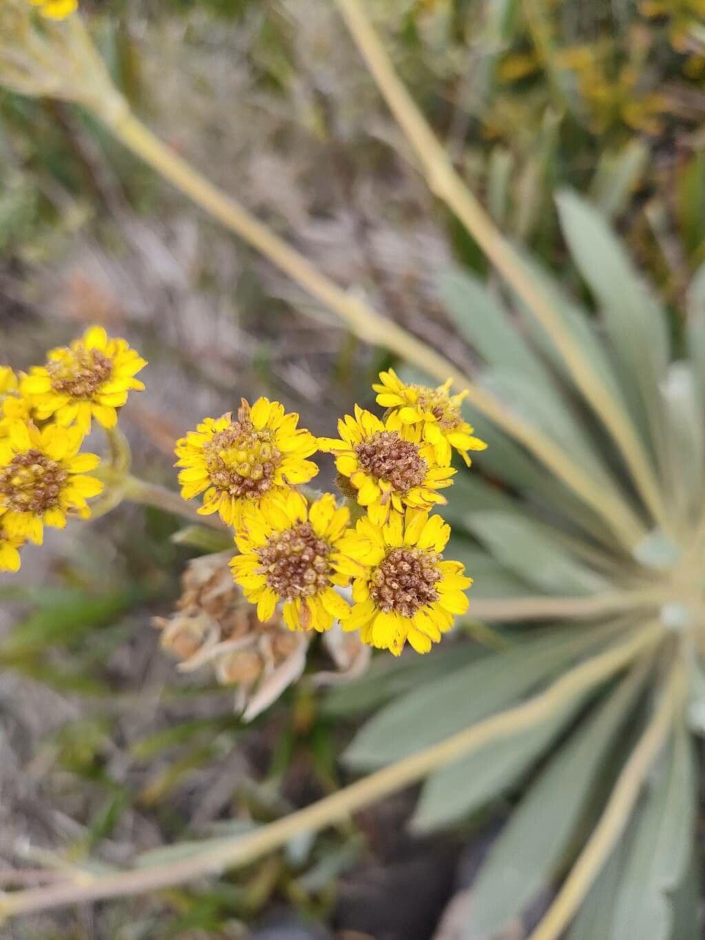 Frailejón