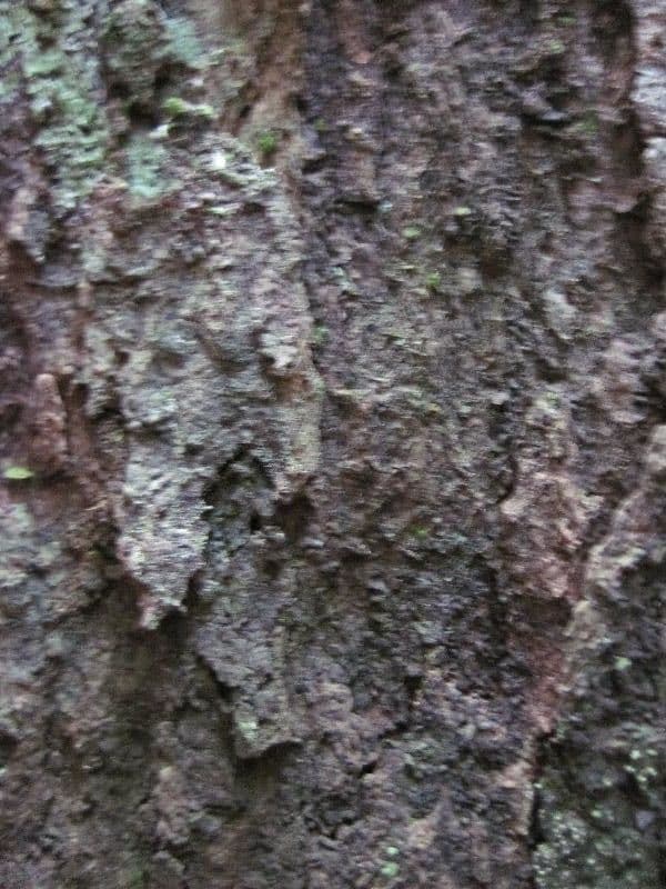 Glycydendron 9